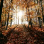 brown leaf trees on forest